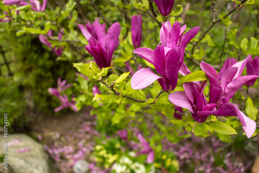 Beautiful colorful flowers in the garden Beautiful colorful flowers in the garden