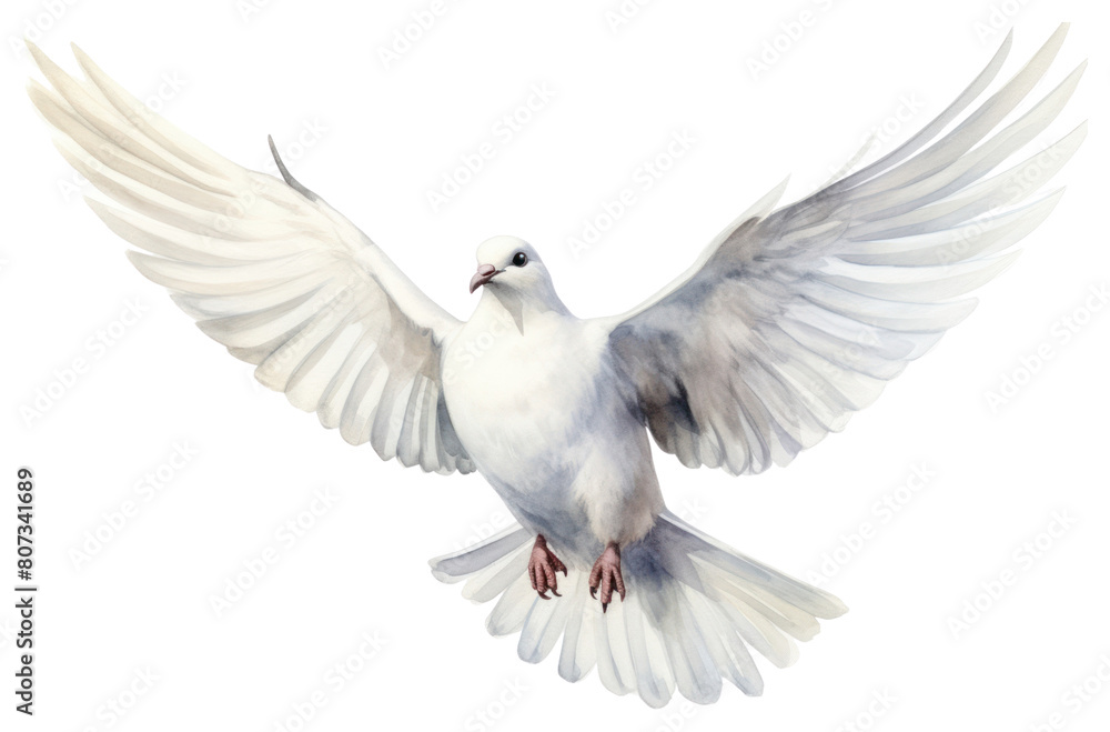 Obraz premium PNG Animal pigeon bird wildlife.