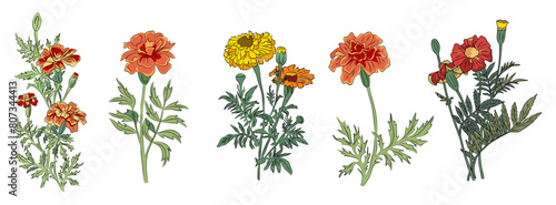 Marigold October birth month flower colorful vector illustration. Modern minimalist hand drawn design for logo, tattoo, packaging, card, wall art, poster. Colored line art on transparent background photo