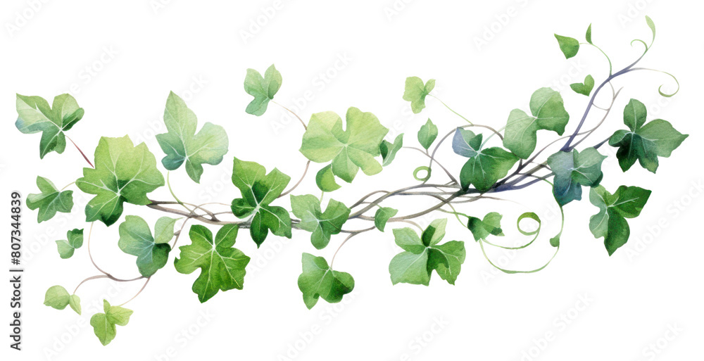 PNG Plant leaf vine ivy.