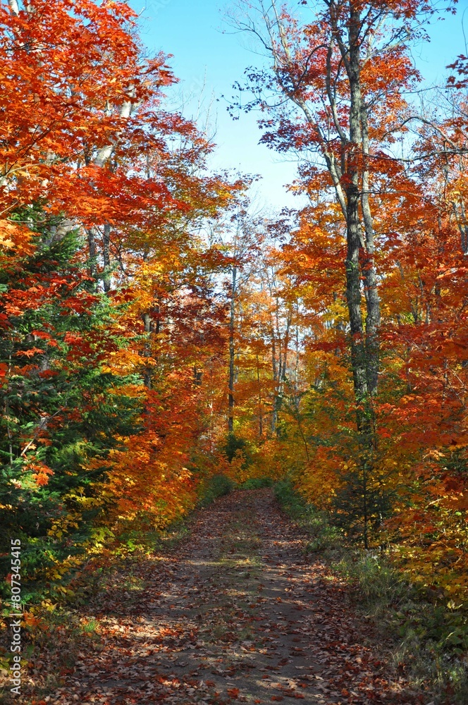 Fototapeta premium Path less traveled in Minnesota