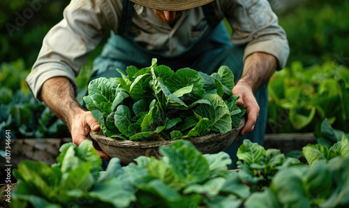 A chef harvesting fresh veg...