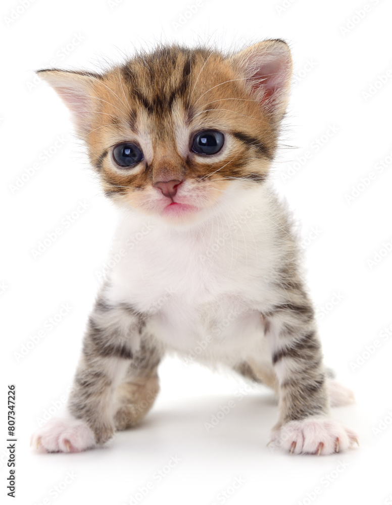 Obraz premium Kitten on white background.