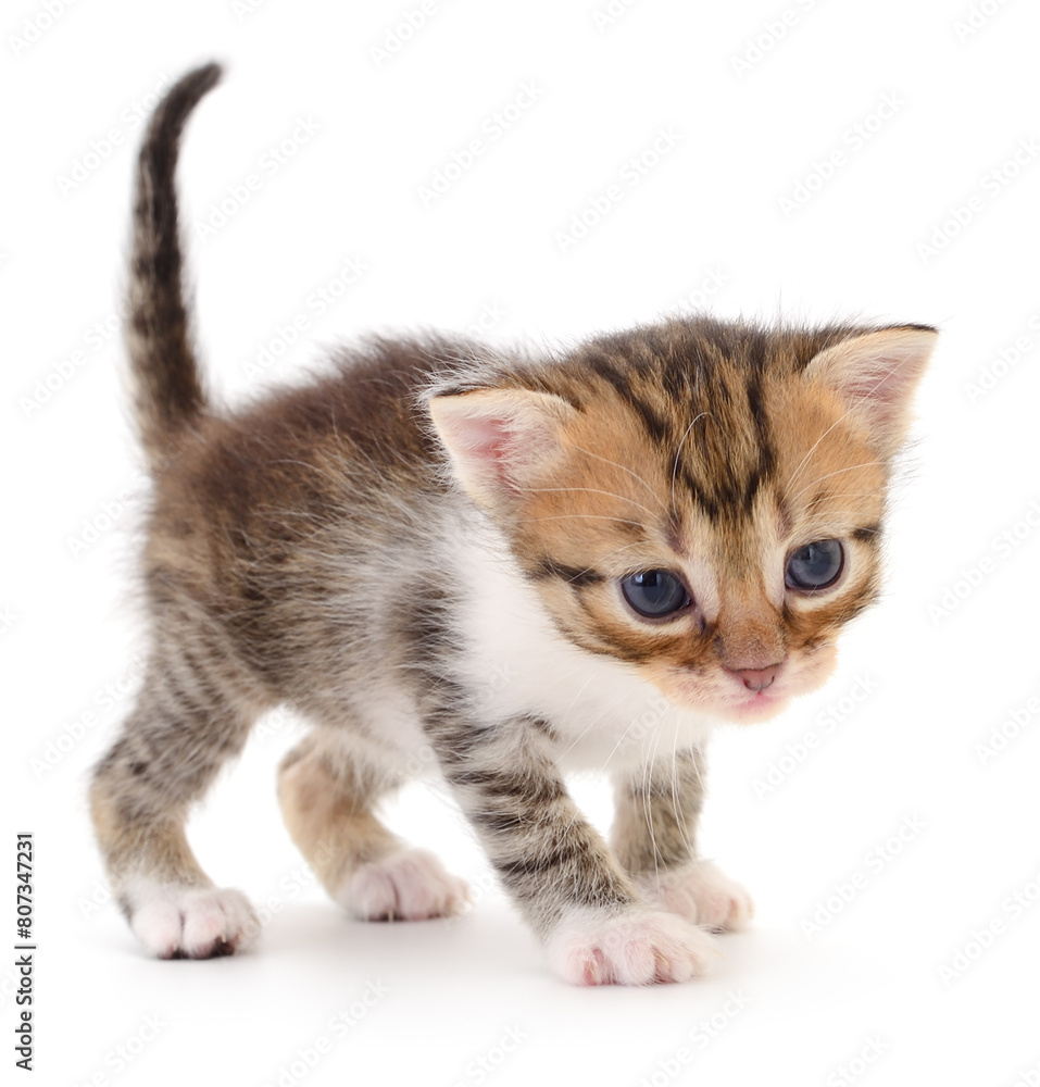 Kitten on white background.