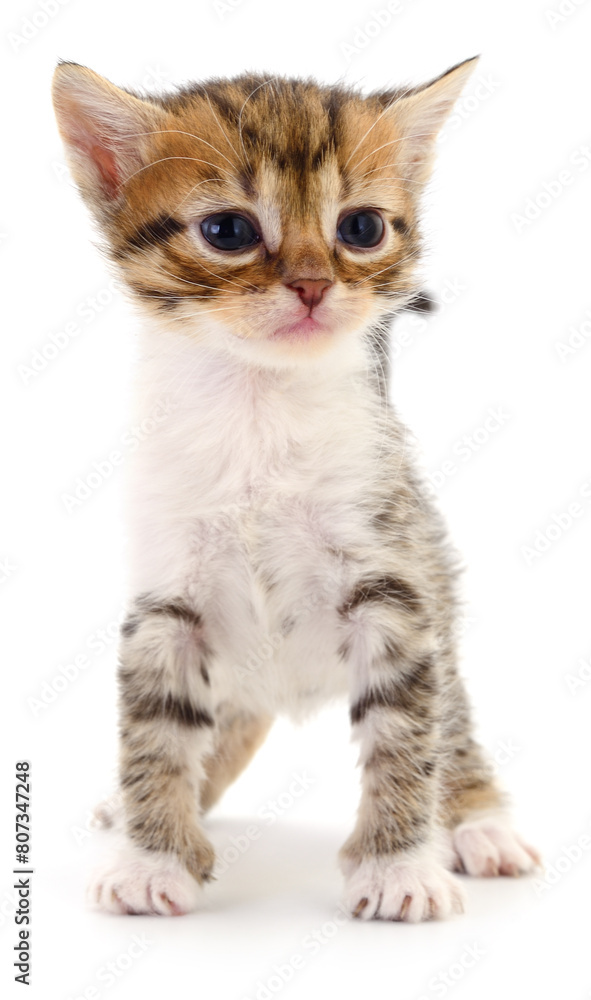 Obraz premium Kitten on white background.