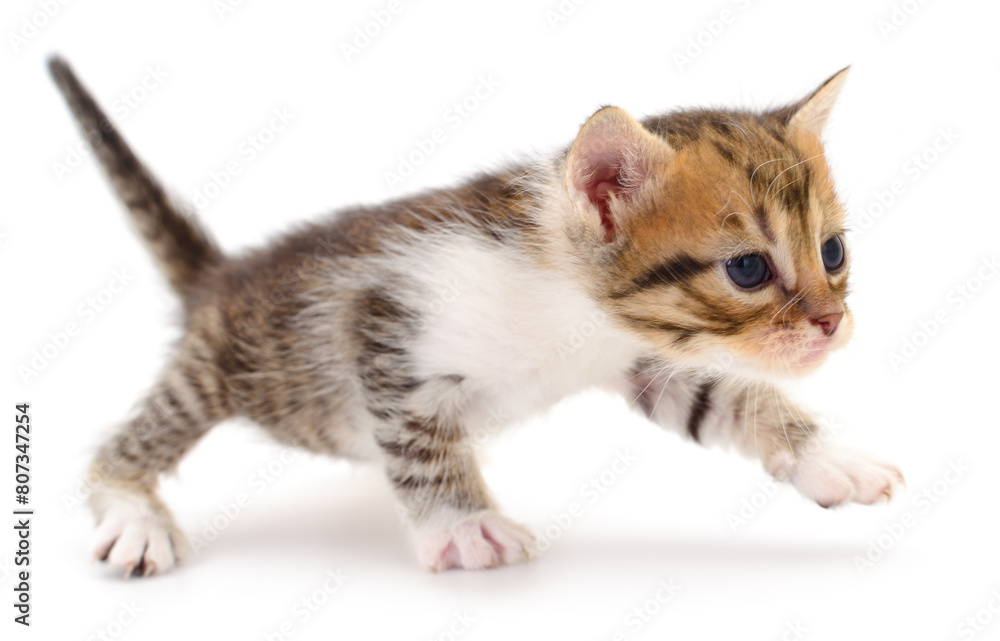 Obraz premium Kitten on white background.