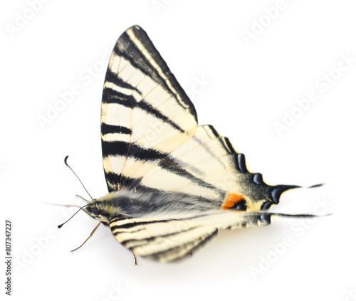 Swallowtail (Papilio machaon) isolated.