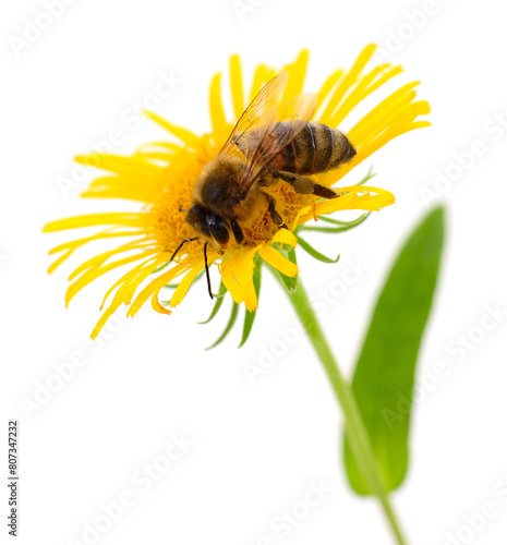 Honeybee and yellow flower