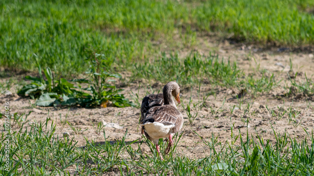 Wild geese in a newly sown field. Large Goose with white belly and rump searches for food. Wild geese in a newly sown field. Large Goose with white belly and rump searches for food.