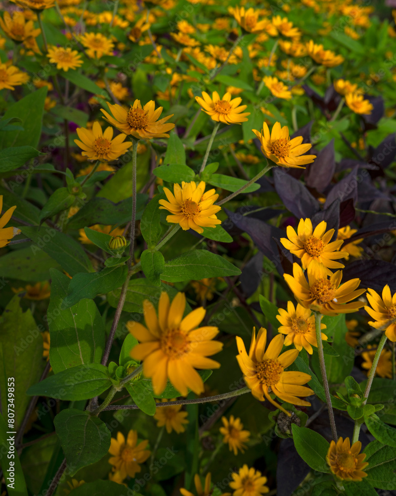 yellow flowers in the garden yellow flowers in the garden