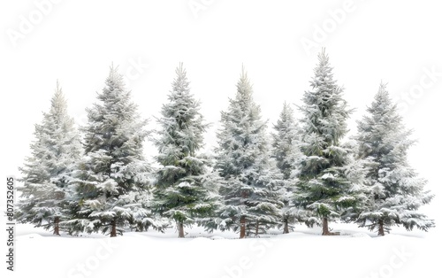 Snow-dusted evergreen trees isolated against a white backdrop. © OLGA