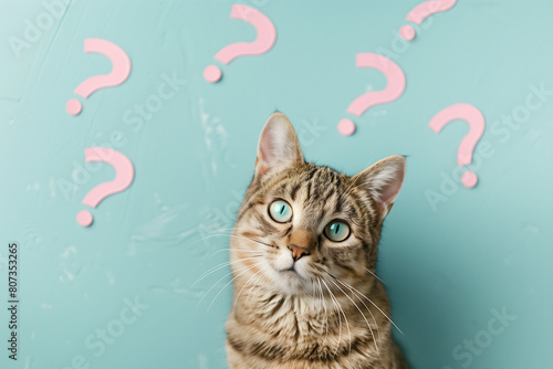 A cat looking at the camera with question marks around it, on a light blue background