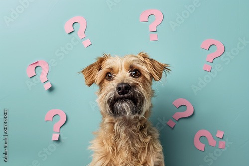 A dog looking at the camera with question marks around it, on a light blue background
