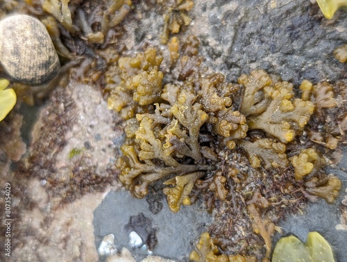 Pepper Dulse seaweed (Osmundea pinnatifida) photo