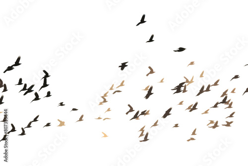 Wildlife animal flying flock.