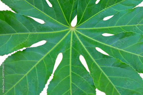 Imagem de fundo natural formada por uma folha verde  photo