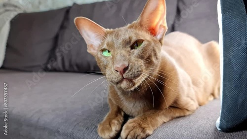 An oriental brown cat shows its teeth and plays with a toy. A chocolate brown oriental cat stares intently