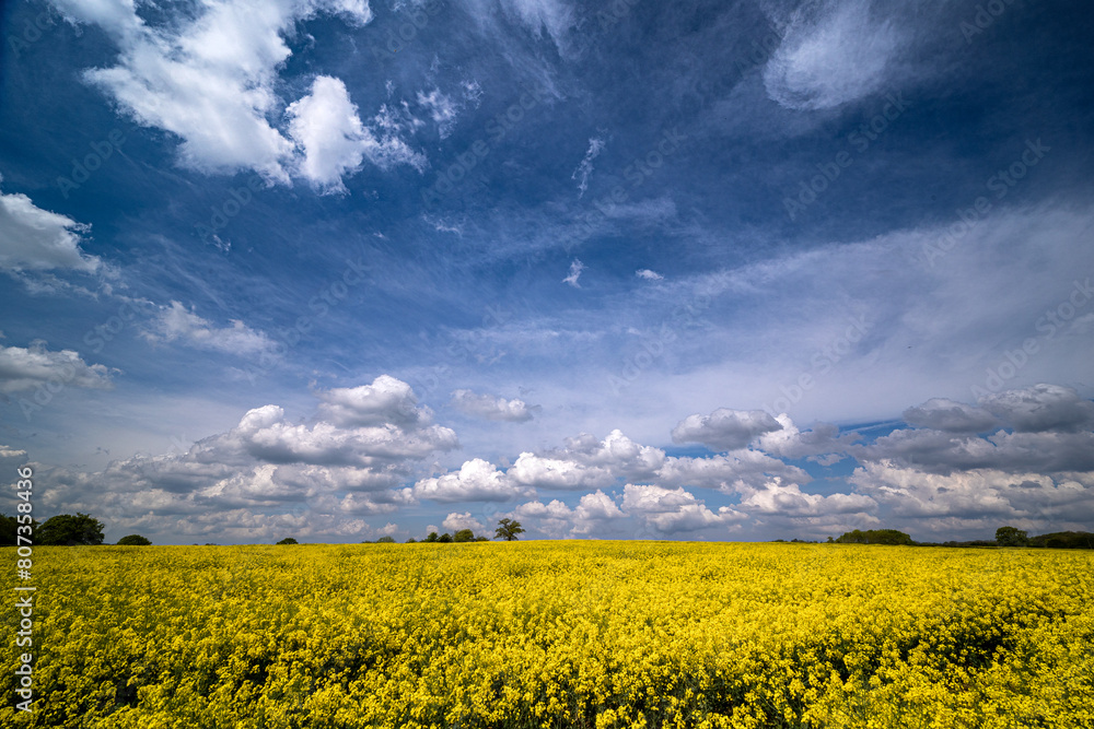 rapeseed field in blossom with dramatic blue sky