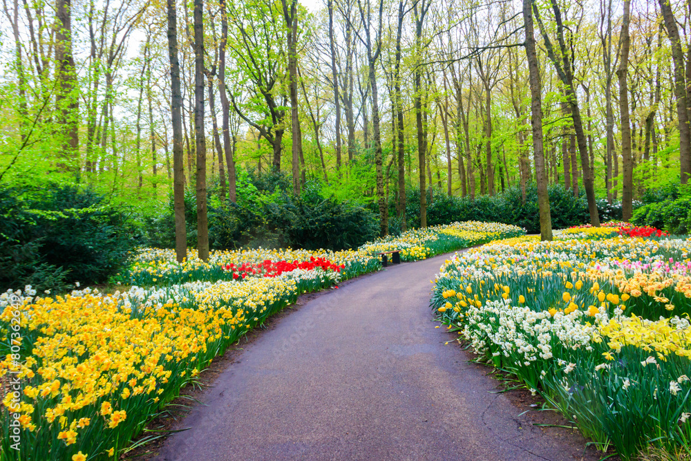 Obraz premium Scenic view of Keukenhof tulip garden in Lisse, Netherlands. Keukenhof is the most beautiful spring garden in the world. Beautiful ornamental garden landscape at Lisse, Netherlands