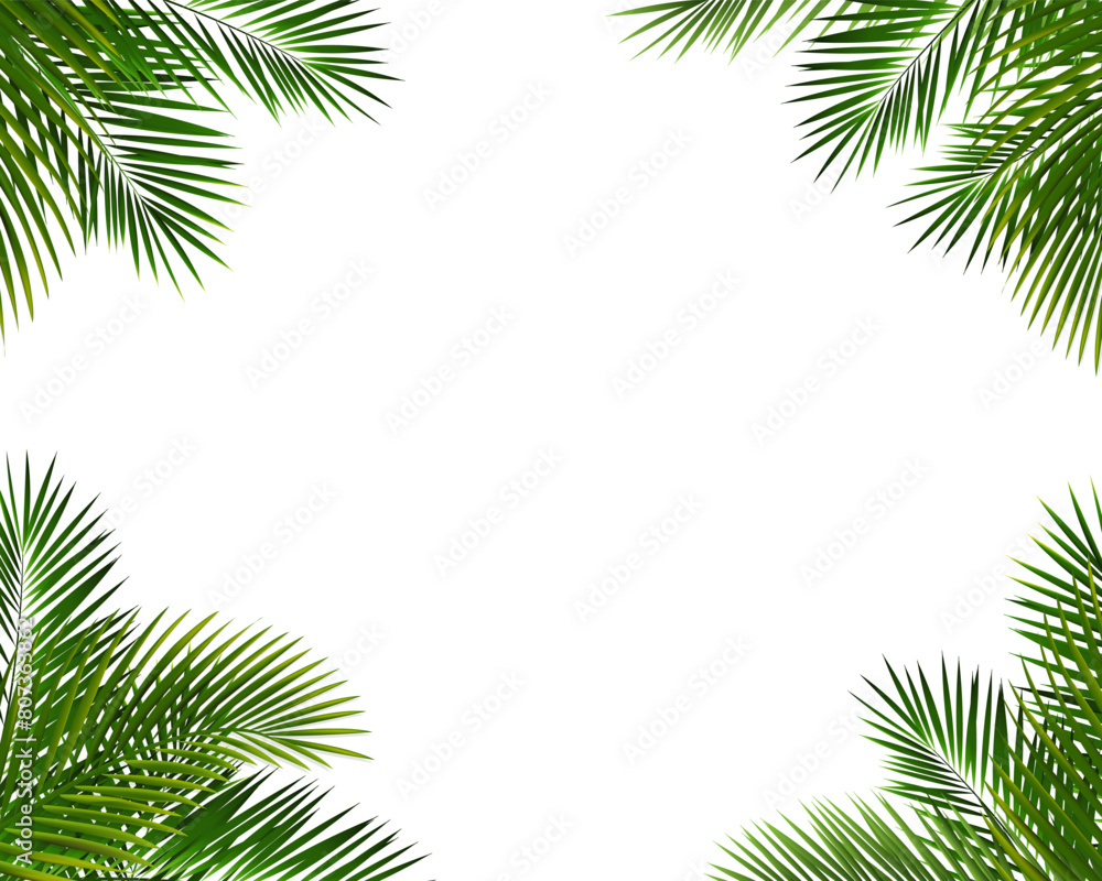 Frame With Palm Leaf Isolated White Background Frame With Palm Leaf Isolated White Background