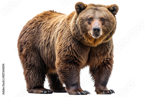 Ferocious brown grizzly bear on a transparent background (PNG)
 photo