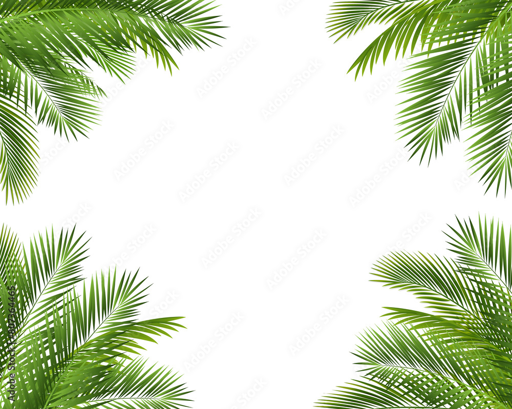 Palm Tree Branch Frame Isolated White Background