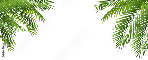 Palm Tree Branch Isolated White Background