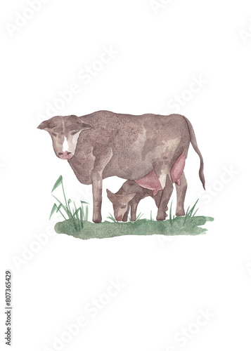 Cow with calf on the lawn. Countryside. Watercolor sketch for your design. Abstract colorful advertising concept. Summer isolated illustration. Modern Art