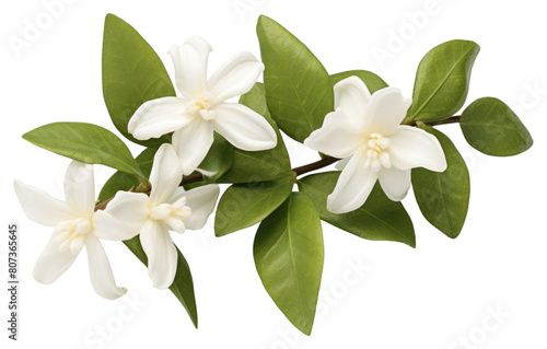 PNG Star Jasmine blossom flower plant. #807365645