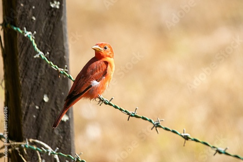Summer tanager, Piranga rubra, on a fence photo