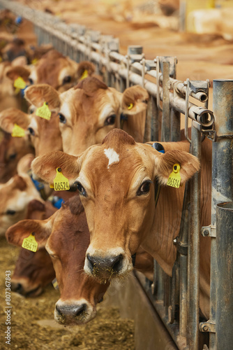 Cute Jersey cows on a farm in Denmark