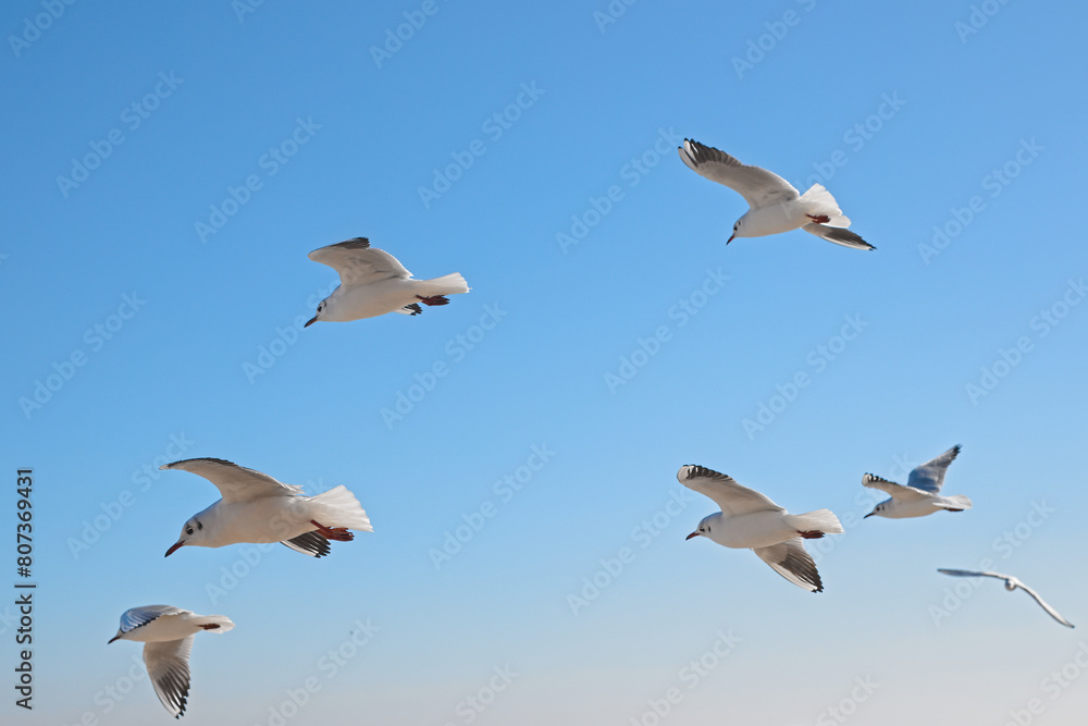 White seagulls soaring in the air against the blue sky White seagulls soaring in the air against the blue sky