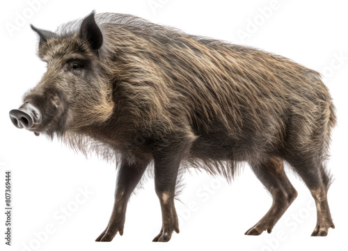 PNG Wildlife mammal animal boar