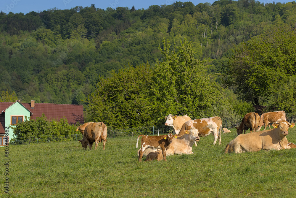 a herd of cattle cows graze on a farm meadow a herd of cattle cows graze on a farm meadow