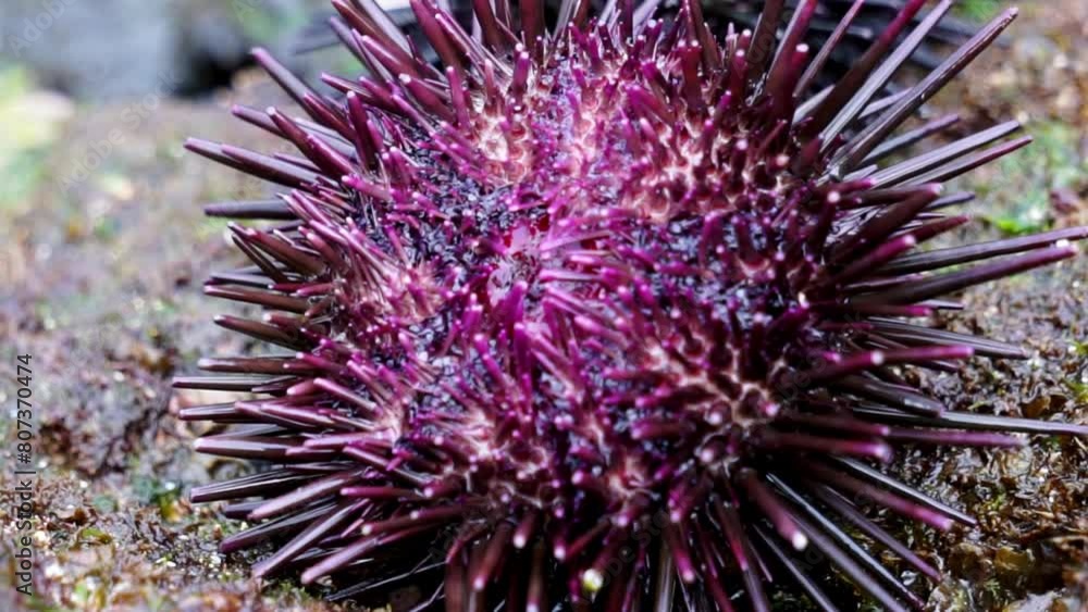Sea urchin (Landak laut, bulu babi). About 950 species of sea urchin are distributed on the seabeds of every ocean Sea urchin (Landak laut, bulu babi). About 950 species of sea urchin are distributed on the seabeds of every ocean