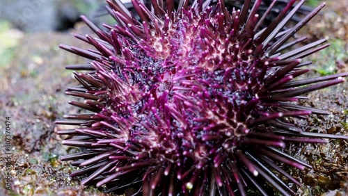 Sea urchin (Landak laut, bulu babi). About 950 species of sea urchin are distributed on the seabeds of every ocean photo