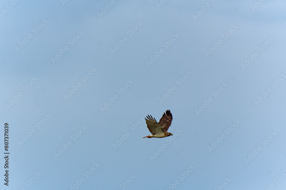 Red Tail Hawk flying across clear blue sky