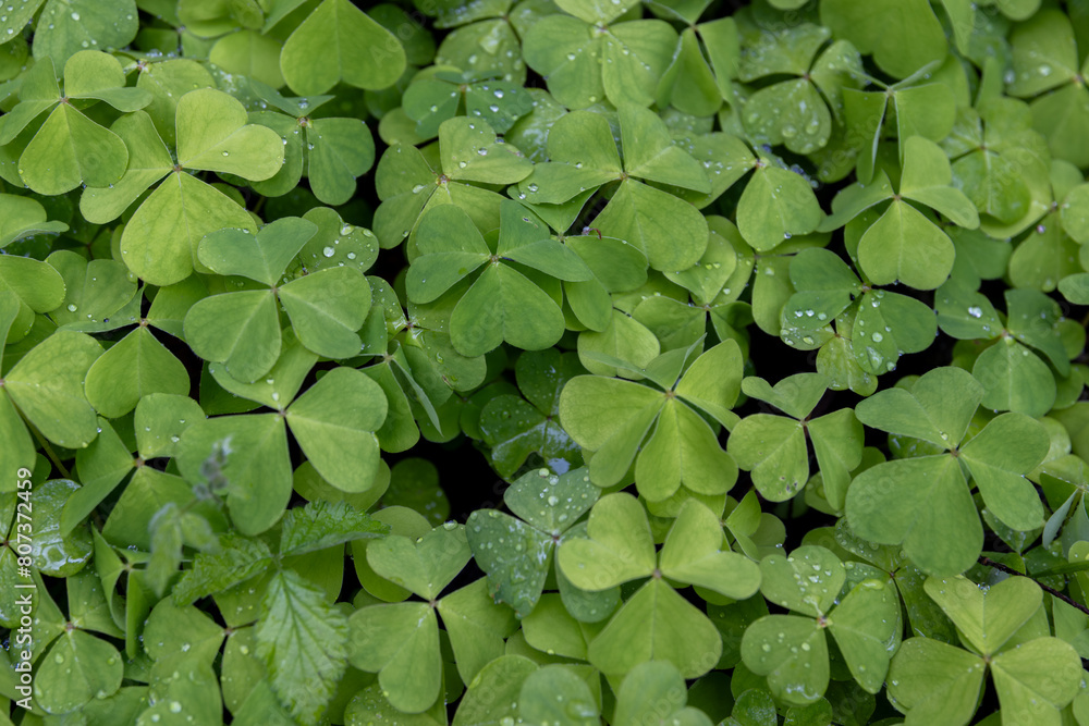 Carpet of spring clover in rain Carpet of spring clover in rain