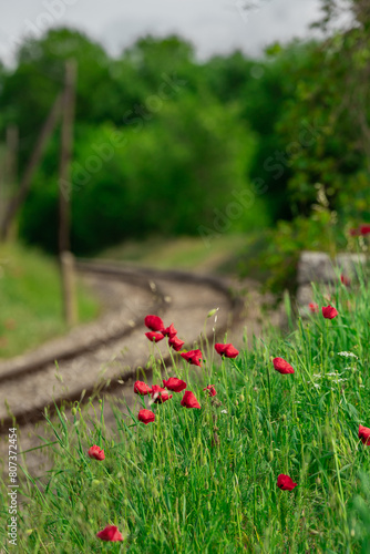 Poppy flowers rising up from the grass in front of an old stretch of railway track. Beautiful flower with red petals on a field.
