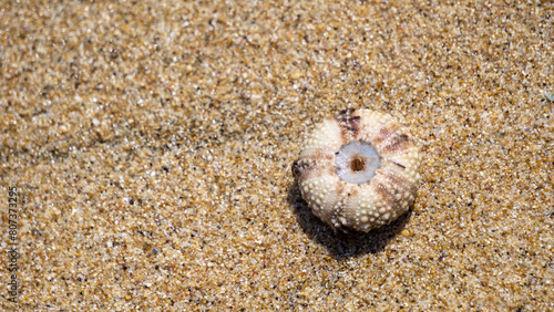 Sea urchin (Landak laut, bulu babi). About 950 species of sea urchin are distributed on the seabeds of every ocean photo