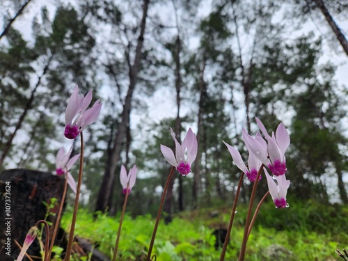 Wild cyclamen flowers blooming in the forest on a summer day