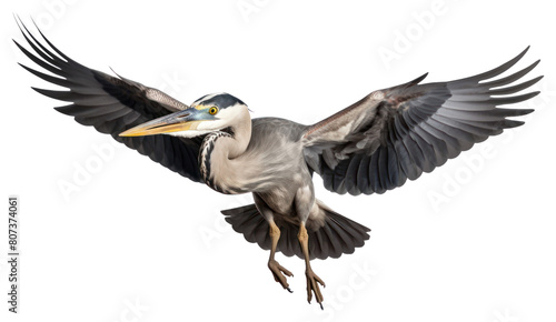 PNG Heron animal flying stork.