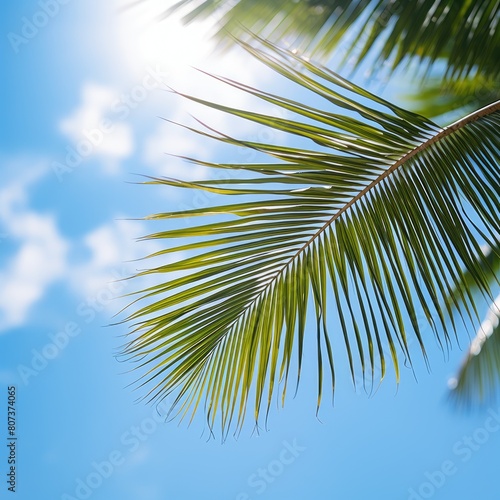 Palm leaves on blue sky background, white clouds, close up, copy space © Iryna