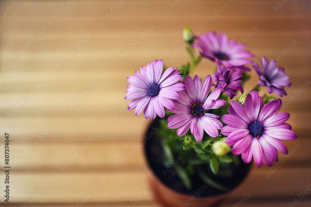 Amazing view of purple daisies Amazing view of purple daisies