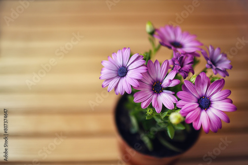 Wallpaper Mural Amazing view of purple daisies Torontodigital.ca