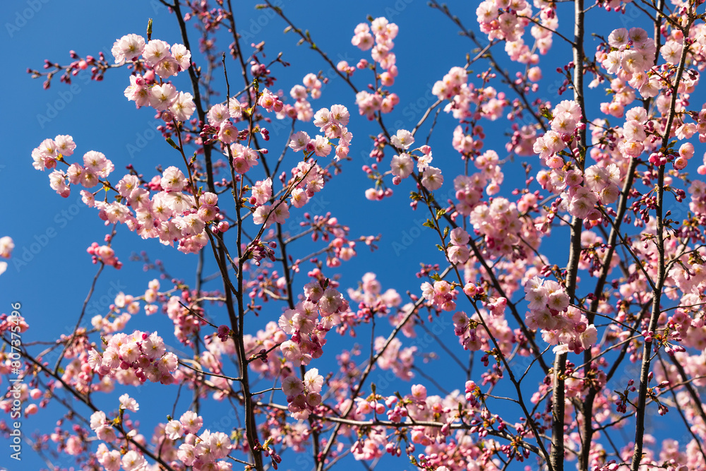Branches of blossoming sakura against the blue sky