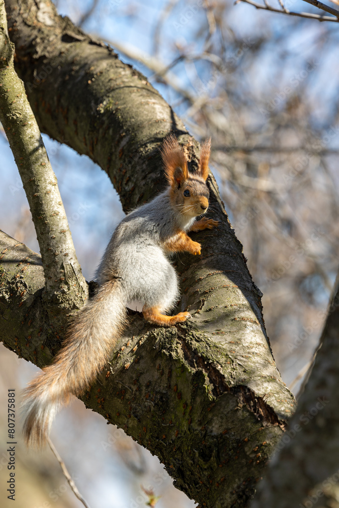 Squirrel on a tree trunk Squirrel on a tree trunk
