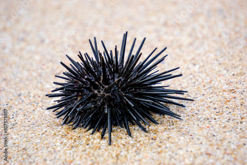 Sea urchin (Landak laut, bulu babi). About 950 species of sea urchin are distributed on the seabeds of every ocean