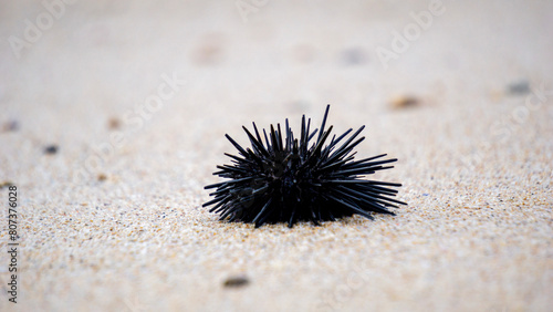Sea urchin  Landak laut  bulu babi . About 950 species of sea urchin are distributed on the seabeds of every ocean