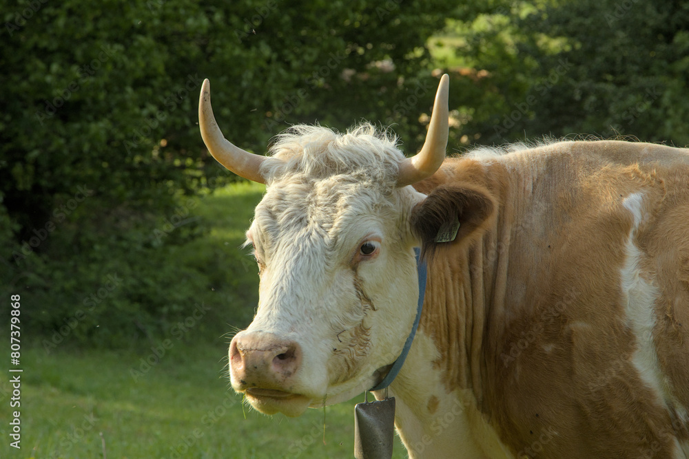 cow cattle photographed close up on the farm cow cattle photographed close up on the farm